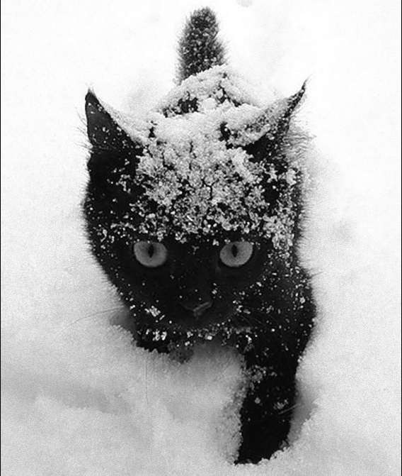 雪にまみれて雪の中を歩く小さな黒猫